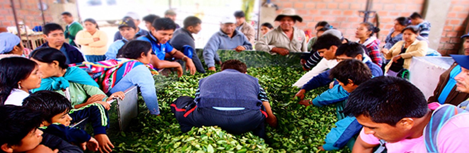 To Lead by Obeying: Authoritarianism in  Bolivia’s Coca Growers’&nbsp;Unions